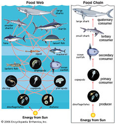 Sustainable and balanced food web/energy pyramid - Marine Biomes